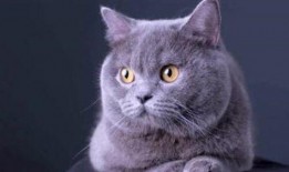 料理猫爆料视频大全